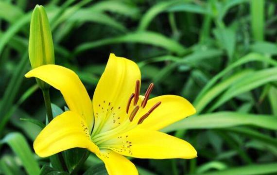 黄色百合花代表什么？送黄色百合花的含义是什么？