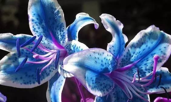 蓝色百合花的寓意是什么？蓝色百合花的花语有哪些？