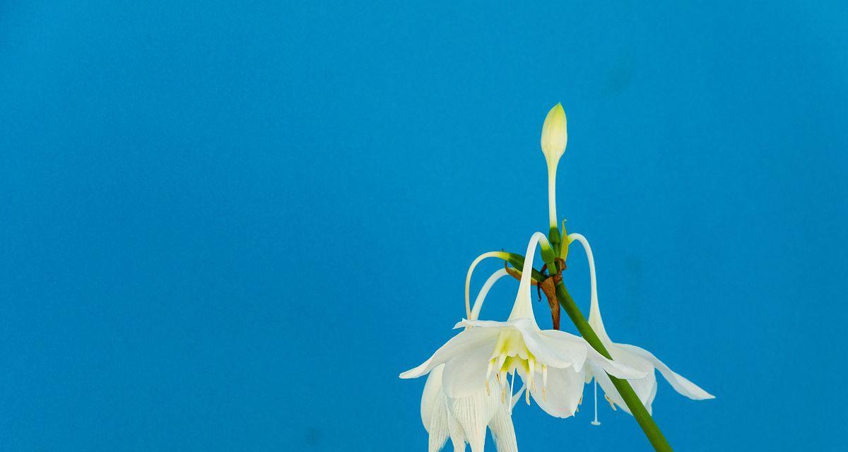 蓝色百合花的寓意是什么？蓝色百合花的花语有哪些？