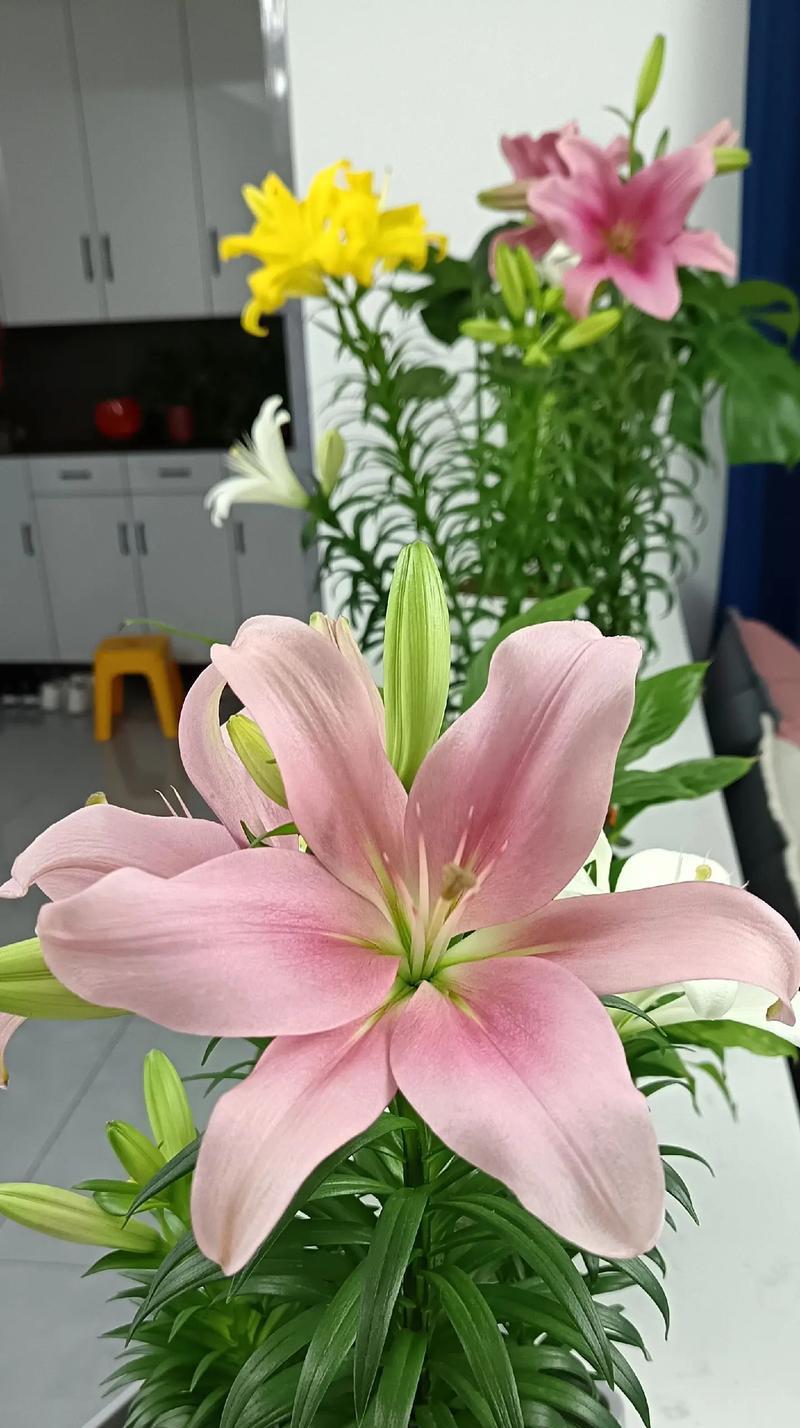 哪种花象征着健康？健康花的花语是什么？