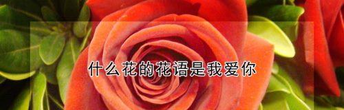 花的花语在爱情中扮演什么角色？如何正确表达？