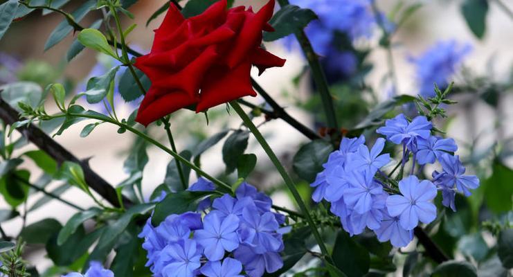 寓意清冷的颜色有哪些花？这些花的花语是什么？