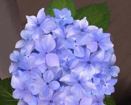蓝色绣球永生花代表什么？它的花语是什么？