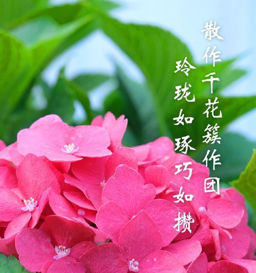 粉色花用于表白时的花语是什么？