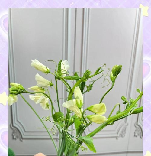 哪种花象征生活甜蜜？生活甜蜜的花有哪些？