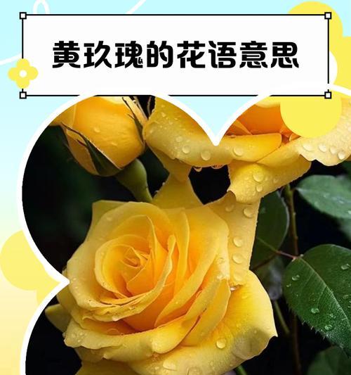 黄色玫瑰花代表什么？它的花语和象征意义是什么？