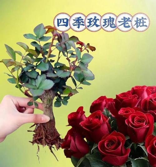 哪个季节的花语最特别？花语与季节有何关联？