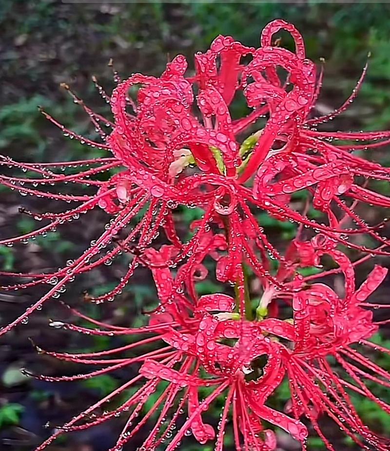 红色彼岸花代表什么？