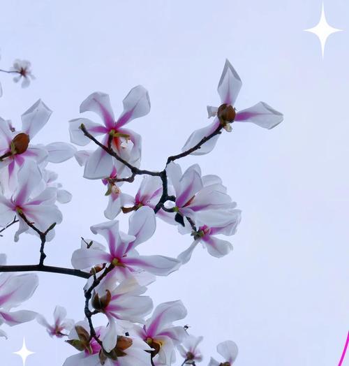 哪种花象征逝去的爱情？死亡爱情的花语是什么？