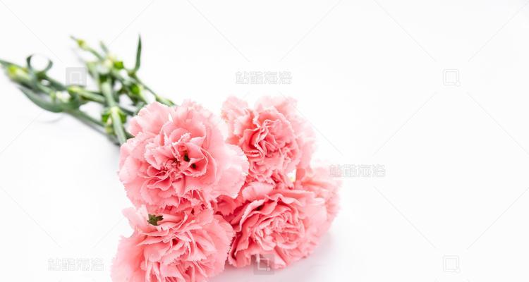 国产粉色康乃馨的花语是什么？粉色康乃馨代表什么？