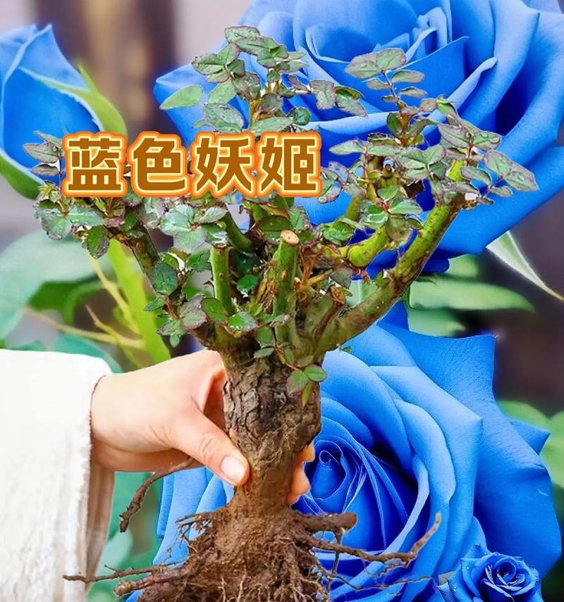 玫瑰花和蓝色妖姬的意义是什么？它们各自代表什么？