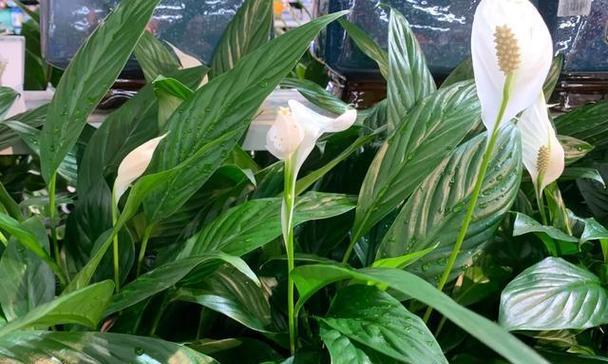 寓意健康平安的仿真花品种有哪些？它们的花语是什么？
