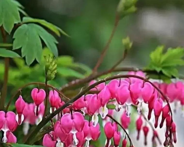 哪种花象征富贵？富贵花的寓意是什么？