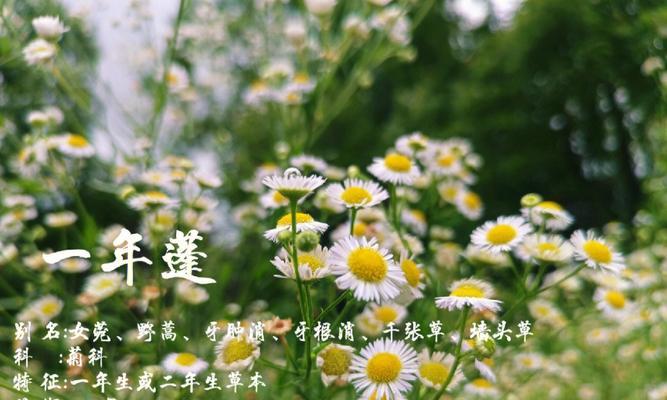 花语如何随季节变化而变化？