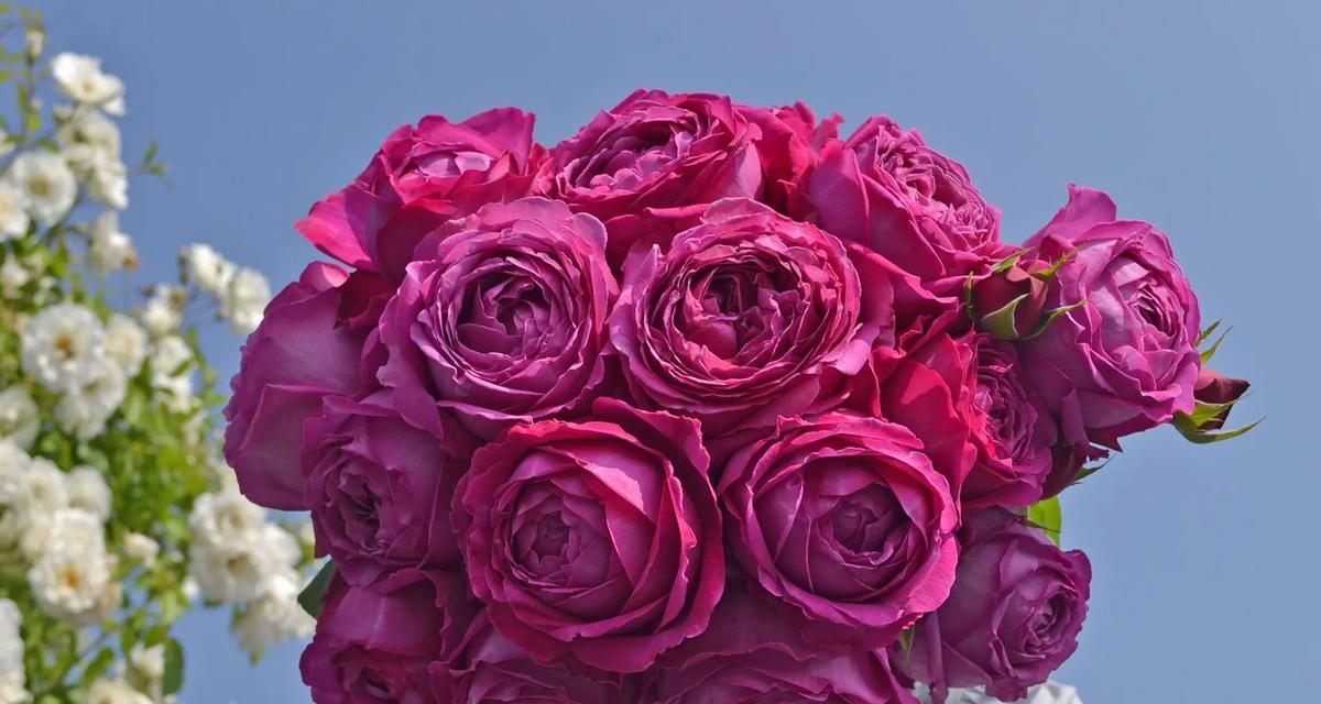 月季花各种颜色的含义是什么？不同颜色月季花代表什么？