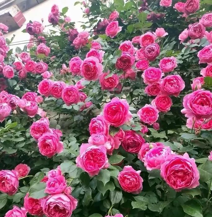 月季花各种颜色的含义是什么？不同颜色月季花代表什么？