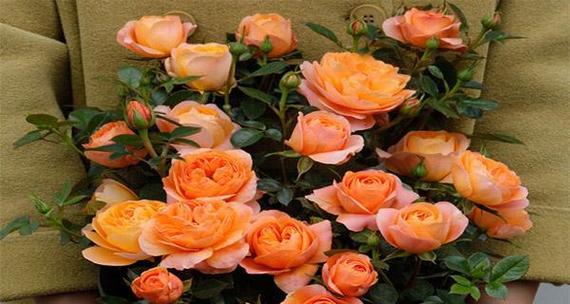 月季花各种颜色的含义是什么？不同颜色月季花代表什么？