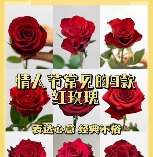 情人节不送哪种花表示不爱情感？