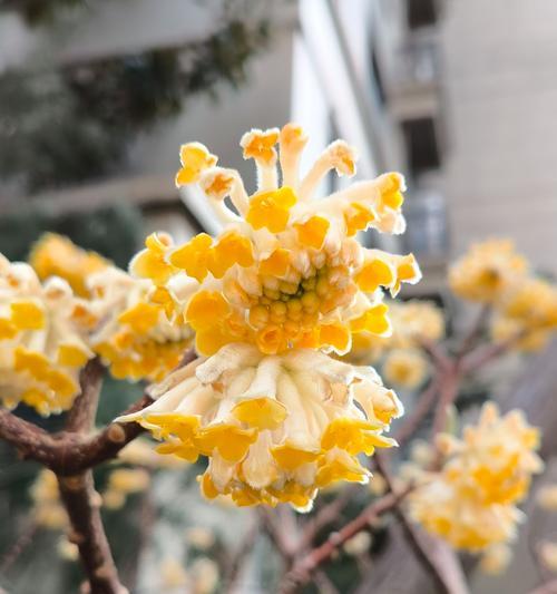 黄色的花有哪些含义和寓意？