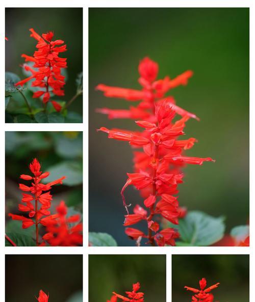 生活中哪种花象征甜蜜？