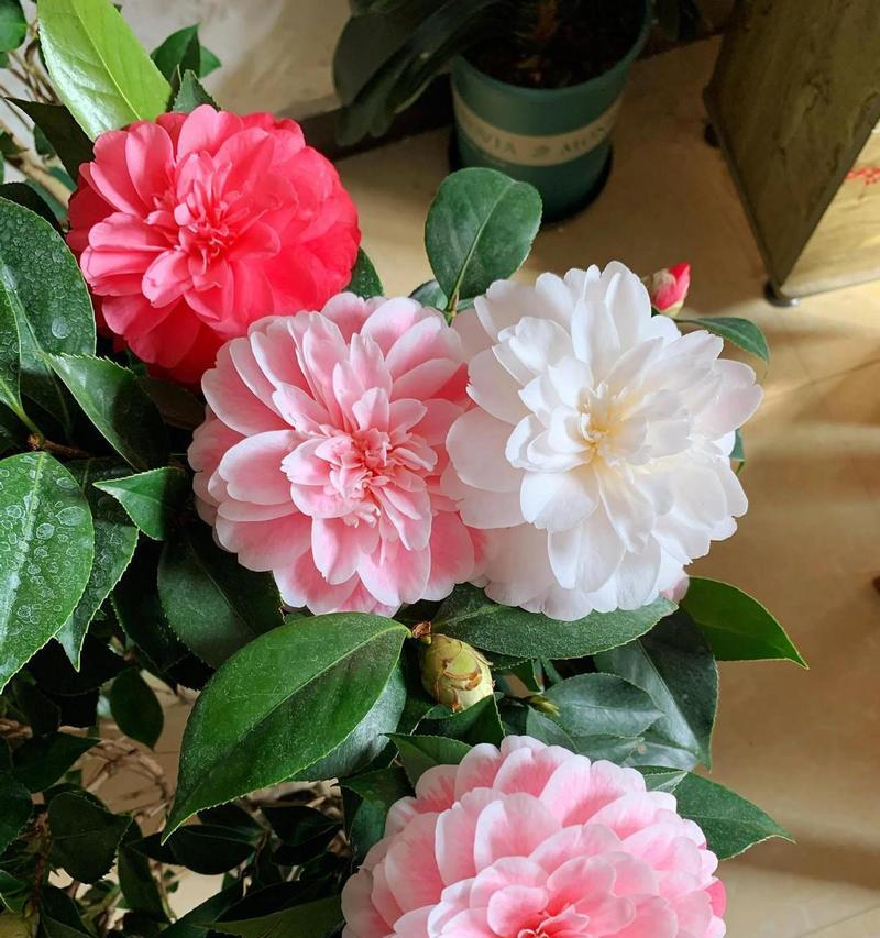 生活中哪种花象征甜蜜？