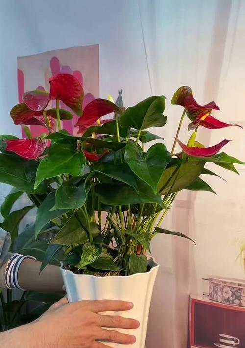 哪些花卉寓意着鸿运当头？