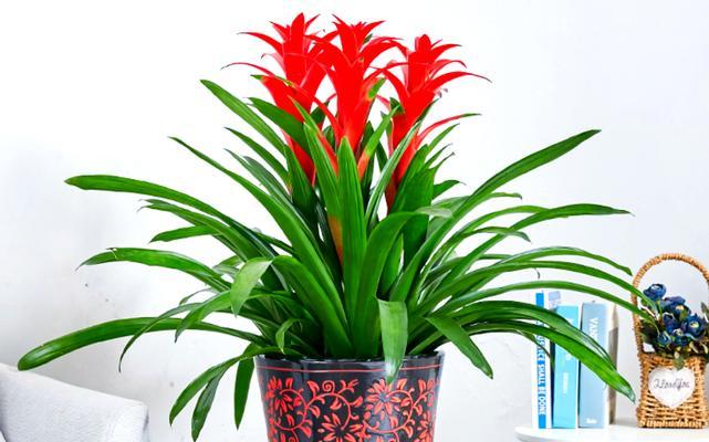 哪些花卉寓意着鸿运当头？