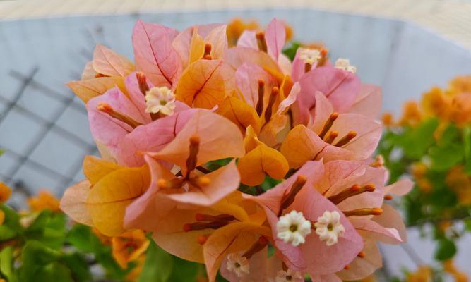 哪种花象征爱情是橘黄色的？橘黄色花的寓意是什么？