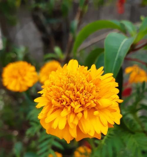 哪种花象征爱情是橘黄色的？橘黄色花的寓意是什么？
