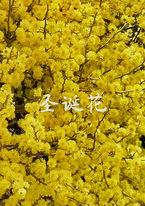 哪种花象征爱情是橘黄色的？橘黄色花的寓意是什么？