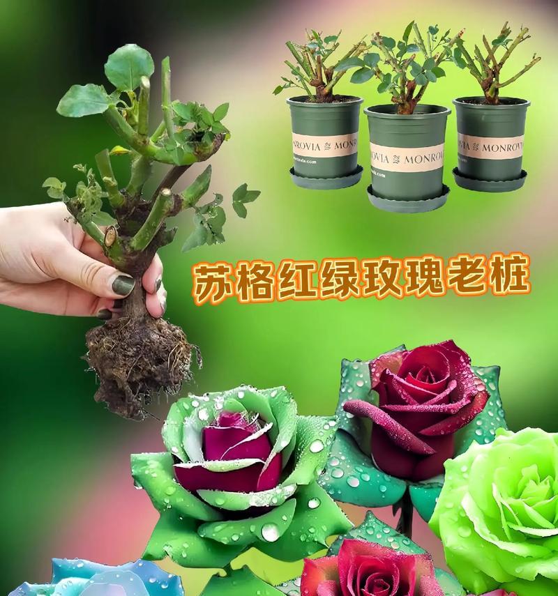 橘色与绿色花朵的象征意义是什么？