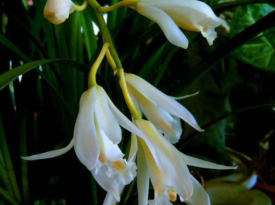 白色的花有哪些寓意？白色花朵在花语中代表什么？