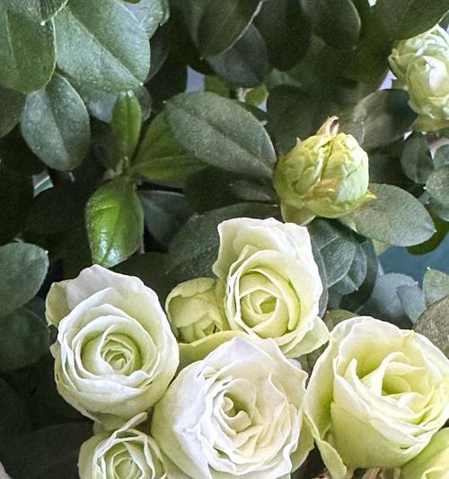 白色的花有哪些寓意？白色花朵在花语中代表什么？