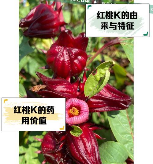 红色玫瑰花的起源是什么？它的寓意有哪些？