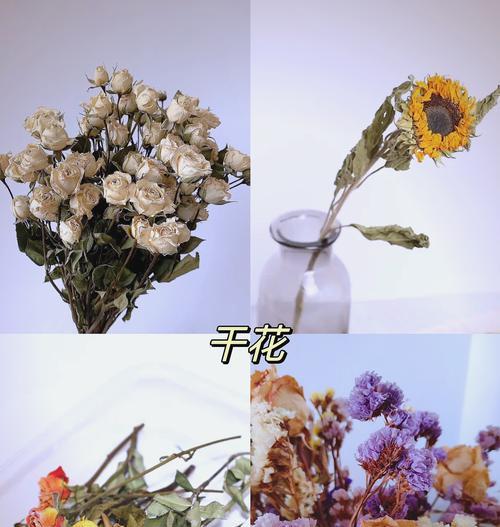 手捧花变成干花有何特别含义？它代表了什么？