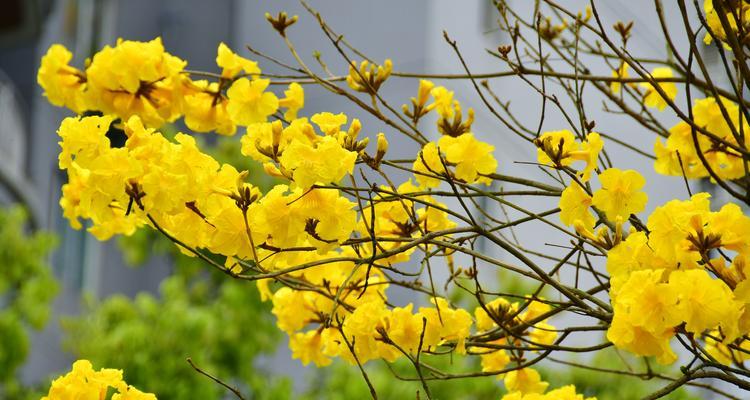 黄色花的含义是什么？