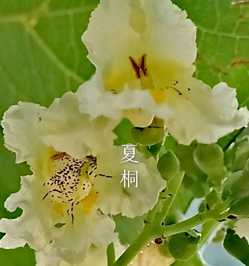 黄色花的含义是什么？