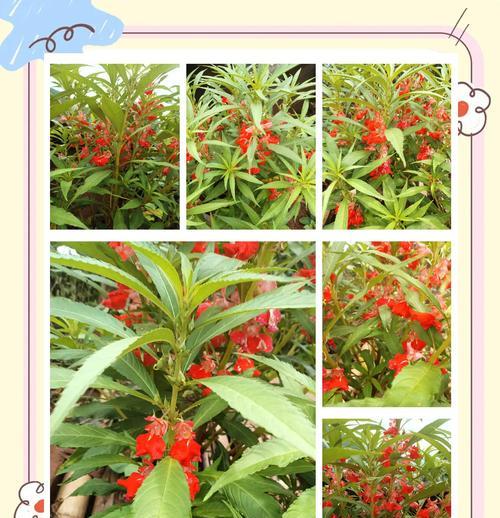 象征美好爱情的花是什么？这些花的花语有哪些？