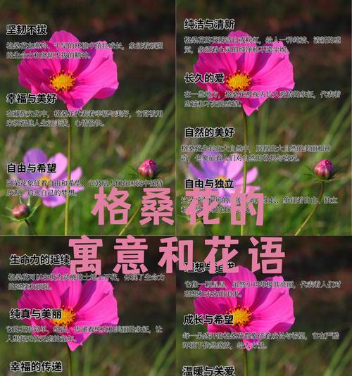 象征美好爱情的花是什么？这些花的花语有哪些？