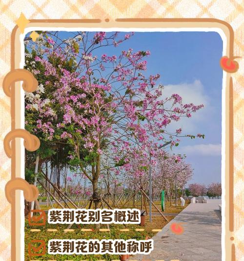 紫荆花的花语与文化意义是什么？