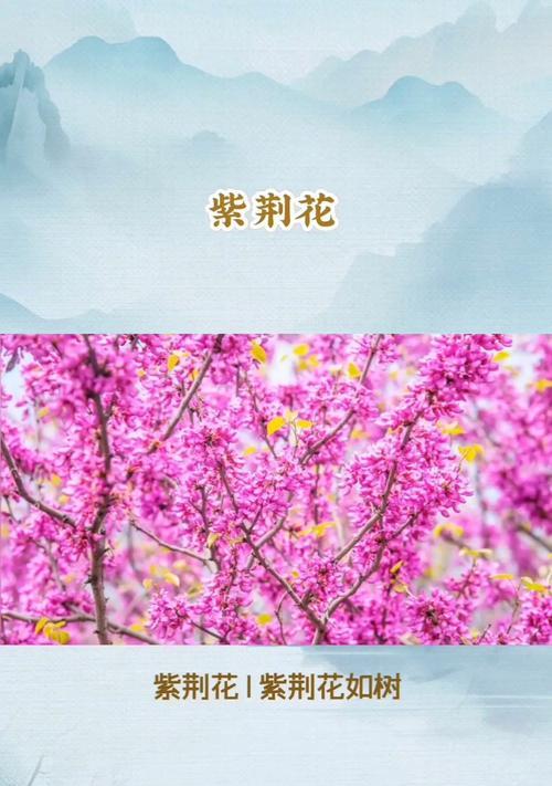 紫荆花的花语与文化意义是什么？