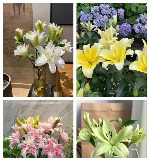 哪些水培花象征身体健康？