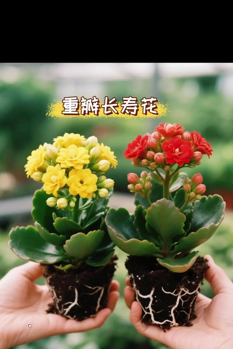 长寿花在不同文化中的寓意是什么？它有哪些风俗含义？
