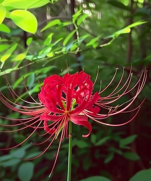 红色彼岸花被死对头送有什么含义？红色彼岸花代表什么？