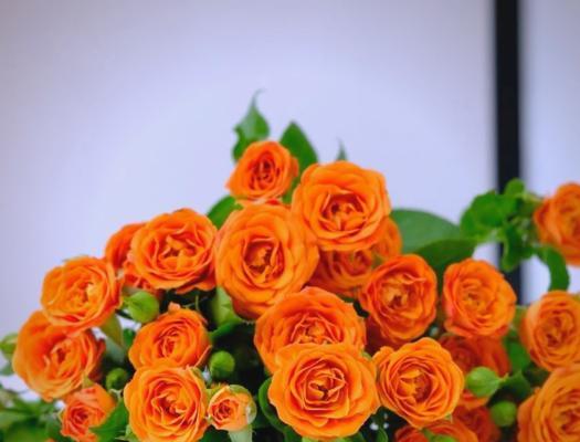 橙色桔梗花的寓意是什么？花语有哪些？