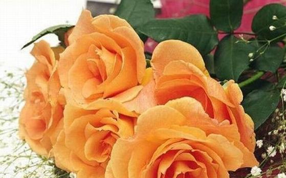 橙色桔梗花的寓意是什么？花语有哪些？