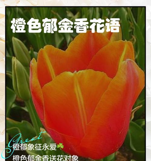 金色润香的花语是什么？