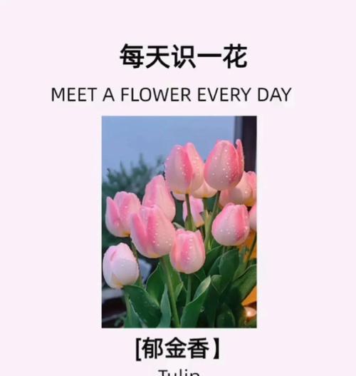金色润香的花语是什么？