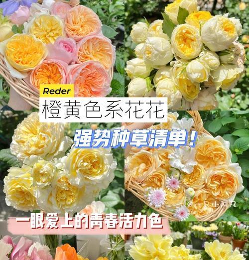 绿色与橙色花搭配有何特殊含义？