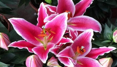 粉色百合花象征的意义是什么？这种花在花语中代表了什么？